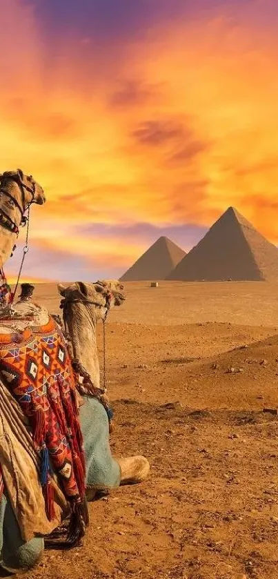 Camel and pyramids at sunset in Egyptian desert wallpaper.