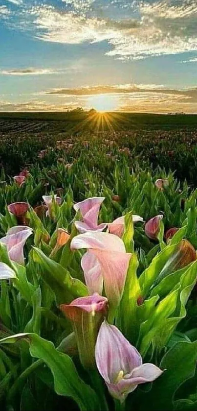 Sunset over a vibrant flower field with pink calla lilies and green leaves.