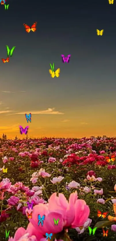 Beautiful sunset over a pink peony flower field.