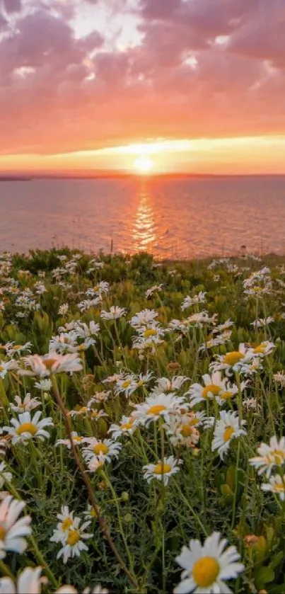 Stunning sunset over a coastal field of daisies, reflecting vibrant colors over the ocean.