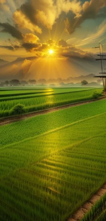 Sunset shining over vibrant green rice fields and distant mountains.