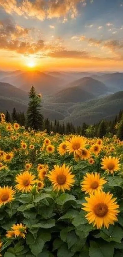 Sunset over a field of sunflowers with mountain backdrop.