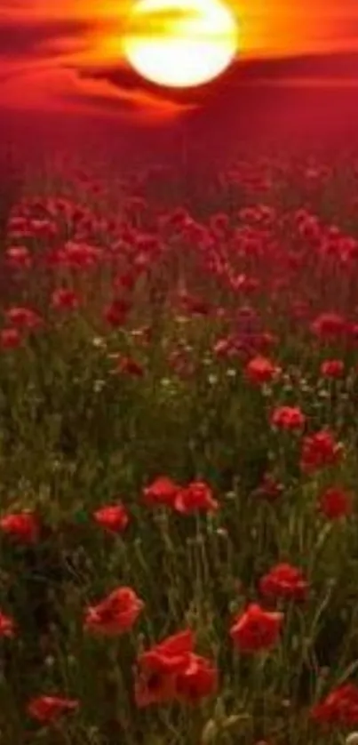 Vibrant sunset over a poppy field with red and orange hues.