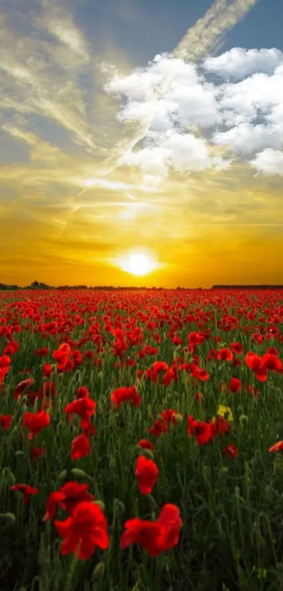 Sunset over a field of red poppies and a cloudy sky.