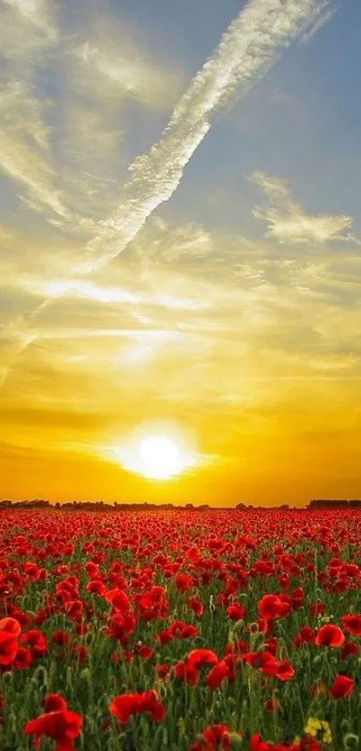 Golden sunset over a vibrant poppy field.