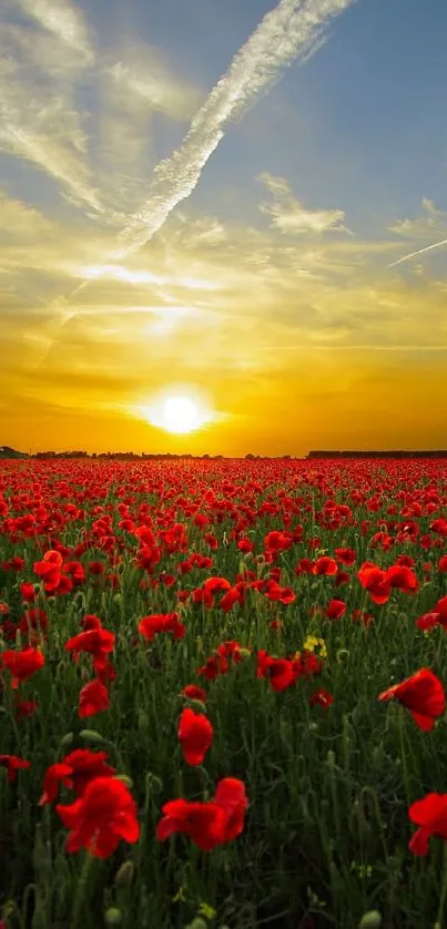 Vibrant red poppy field under a golden sunset.