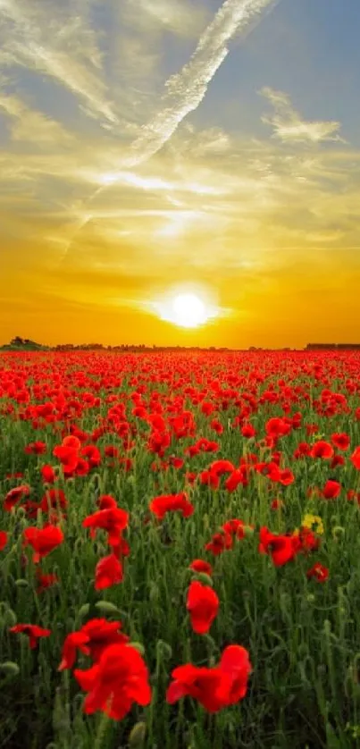 Sunset over a vibrant poppy field wallpaper with colorful sky.