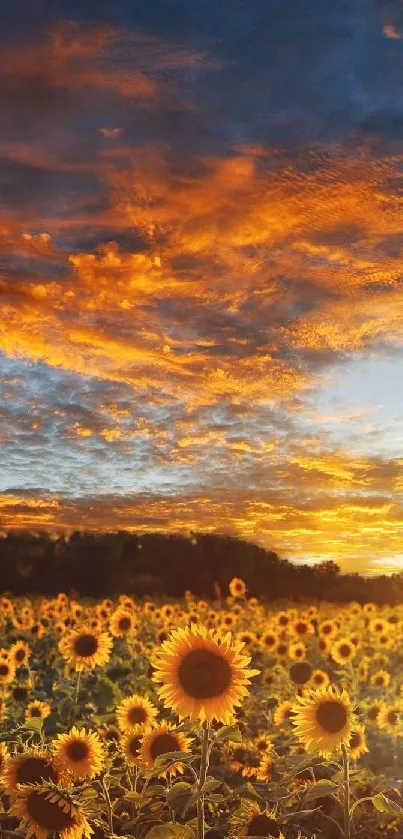 Sunflower field at sunset with vibrant orange sky.