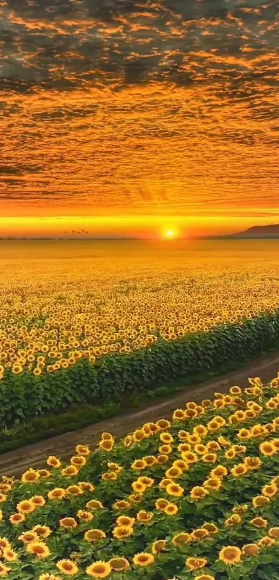 A stunning sunset over a vast sunflower field creating a warm, vibrant scenery.