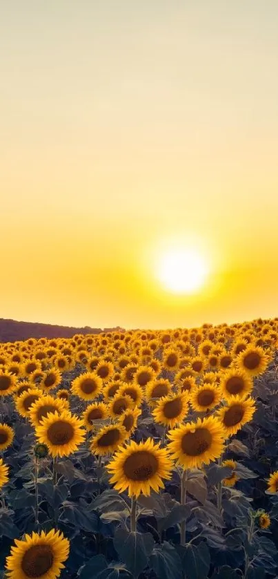 Sunflower field at sunset under golden sky.