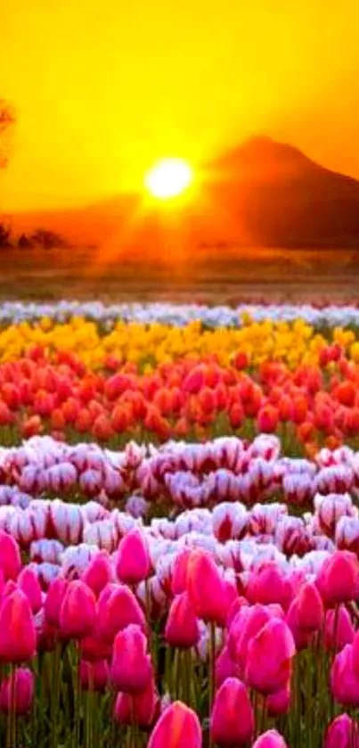 Colorful tulip field at sunset with mountain silhouette.