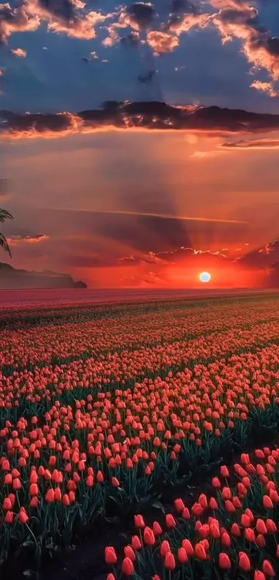 Sunset casting vibrant hues over sprawling tulip fields.