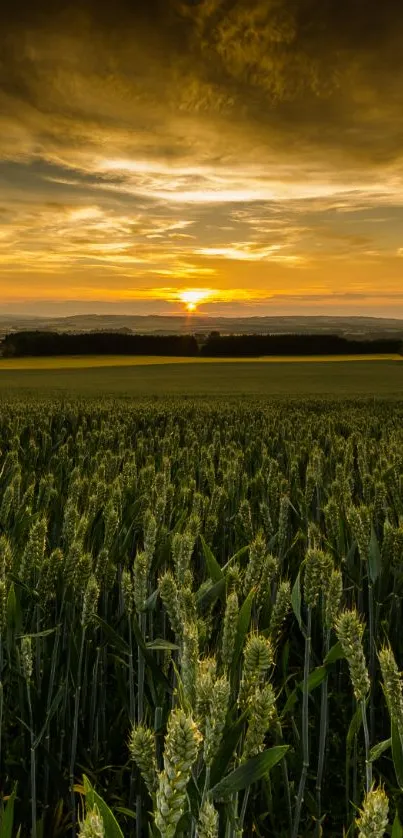 Golden sunset over a vast wheat field with a serene sky.