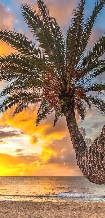 Tropical sunset with palm tree on beach.