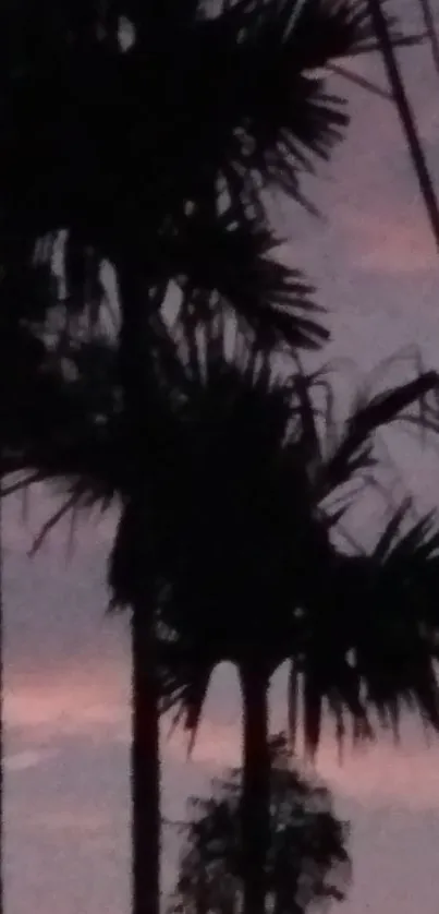 Palm trees silhouetted against a pink sunset sky.