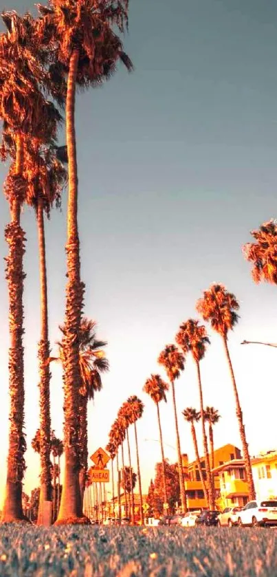 Tall palm trees line the road under a beautiful sunset sky.