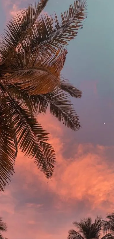 Tropical palm trees at sunset with coral sky background.