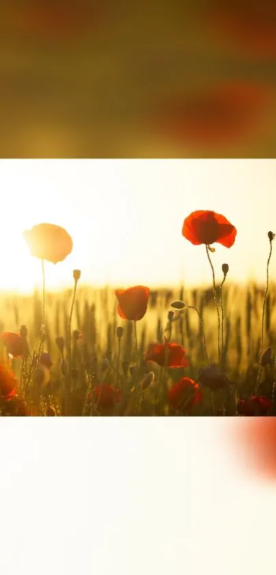 Golden sunset over poppy field with vibrant red flowers swaying in the breeze.