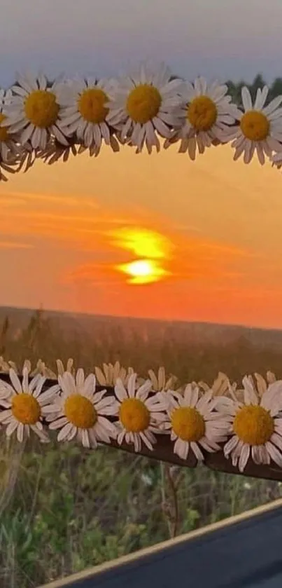 Sunset reflection framed by daisies in serene landscape wallpaper.