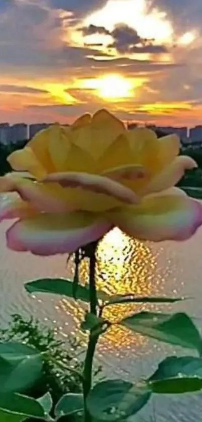 Yellow rose at sunset by a serene lake.