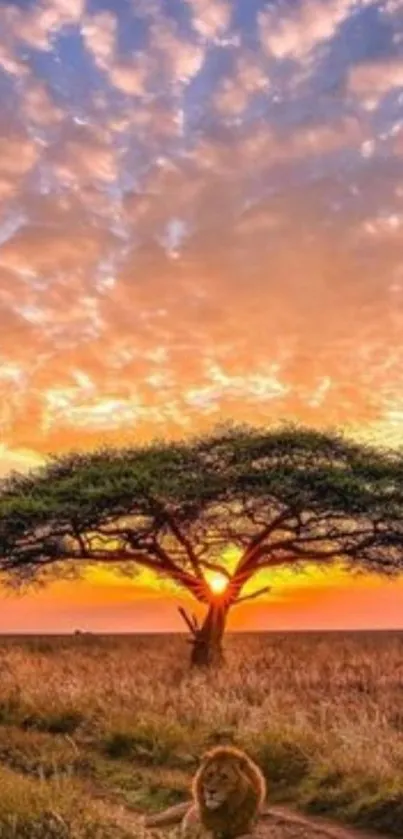 Lion resting under tree at sunset in savannah.