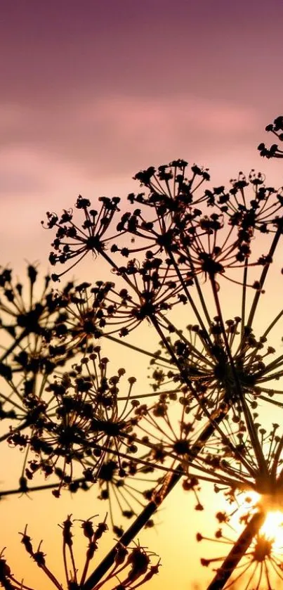 Silhouette of flowers against a vibrant sunset sky wallpaper.