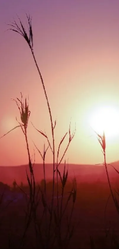 Silhouette of plants against a vibrant purple and orange sunset on the horizon.