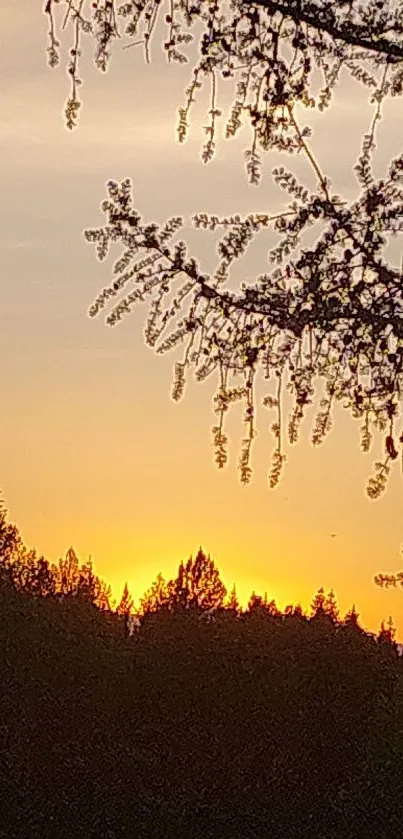 Silhouette of trees against vibrant sunset sky.