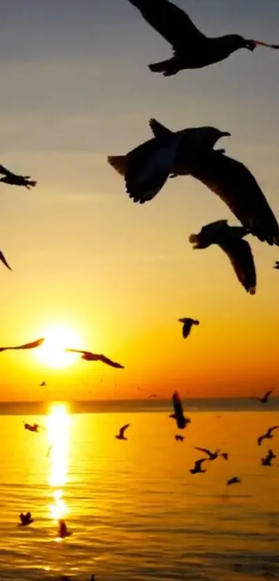 Seagulls silhouetted against a golden sunset over the ocean.