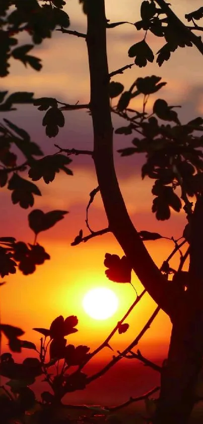 Silhouette of trees against a vibrant sunset background.