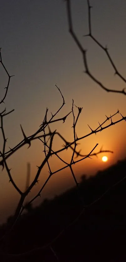 Wallpaper with sunset silhouette of branches against an orange sky.