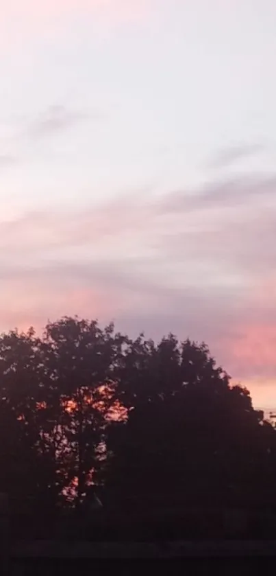 Pink sunset sky over silhouetted trees with soft hues.