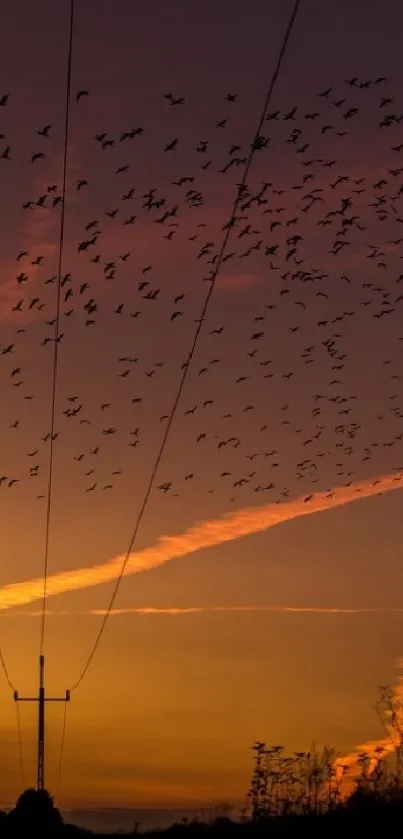 Sunset silhouette with vibrant sky and birds flying.