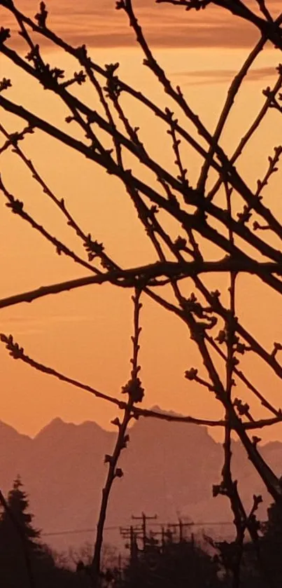 Silhouetted branches against orange sunset sky and distant mountains.