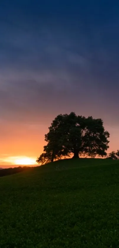 Silhouette of a tree against a colorful sunset sky with a grassy foreground.