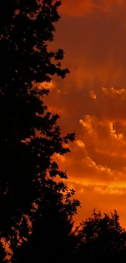Silhouette of trees against a vibrant orange sunset sky.