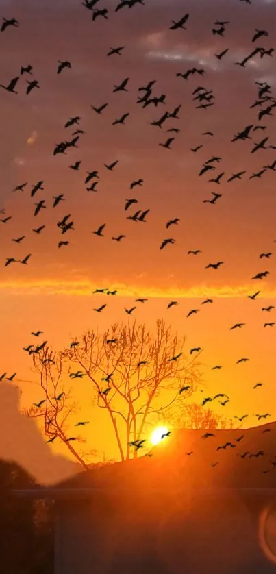 Silhouette of trees and birds against a vibrant sunset sky.