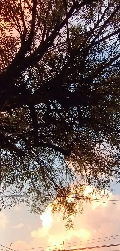 Tree branches silhouetted against a colorful sunset sky.