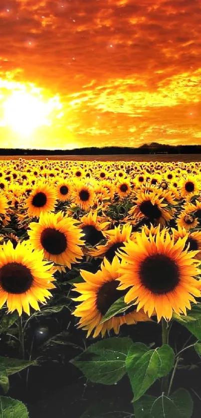 Vibrant sunflower field under a glowing sunset sky.