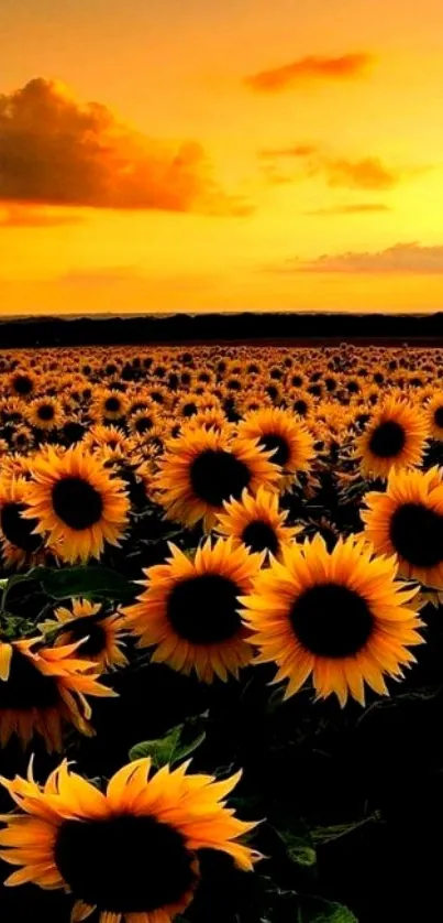 Mobile wallpaper of sunflowers at sunset with a golden sky.