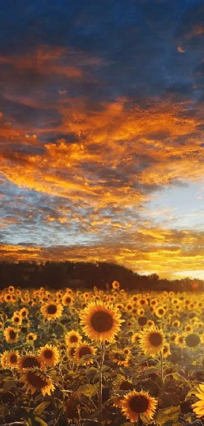 Sunset over a sunflower field with vibrant orange sky.