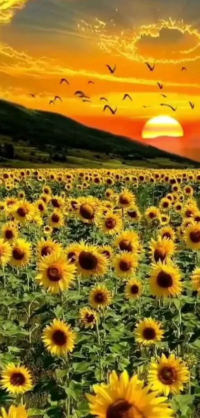 A vibrant sunflower field at sunset with orange skies and distant hills.