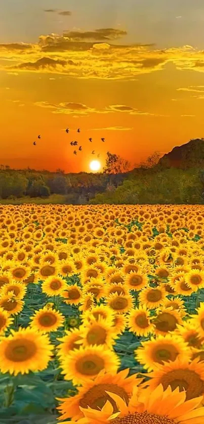 Fields of sunflowers under a golden sunset sky.