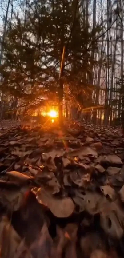 Sunset streaming through forest trees and autumn leaves.