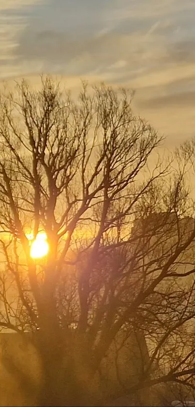 Sunset with bare trees silhouetted against a warm, golden sky.