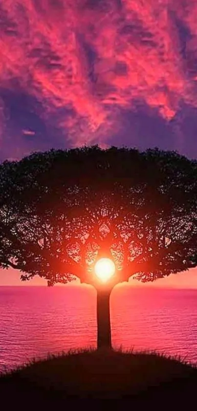 Tree silhouette at sunset with vibrant red sky.