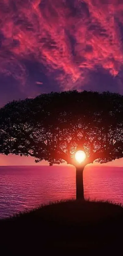 Tree silhouette against vibrant sunset sky with deep purple hues.