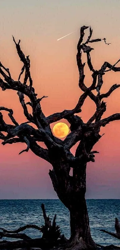 Tree silhouette with sunset in background over the sea.