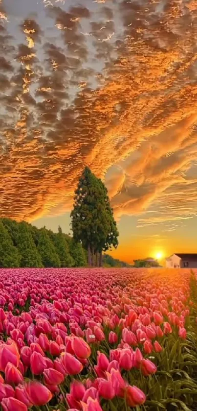 Field of pink tulips under a vibrant sunset sky.