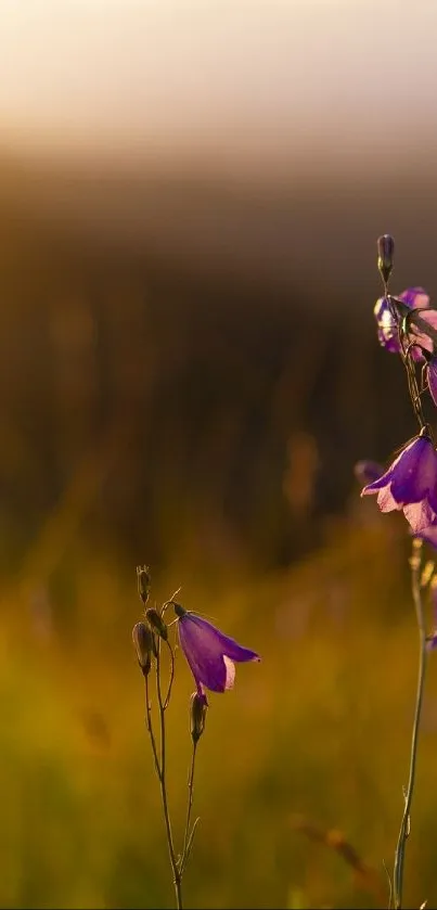 Purple wildflowers in a golden sunset field, serene and calming wallpaper.